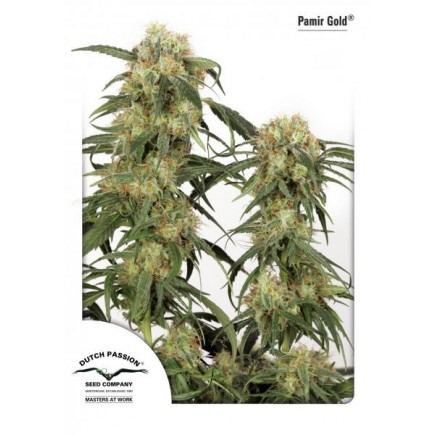 Pamir Gold